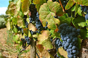 Croisieurope Northern Europe: 4 Rivers: The Moselle, Sarre, Romantic Rhine, and Neckar Valleys (port-to-port cruise)