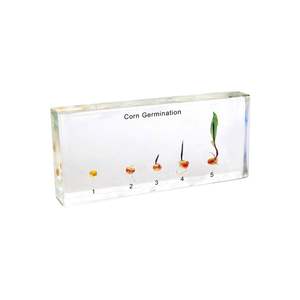Science: Corn Germination