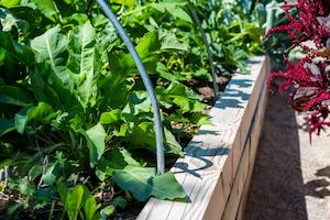 Growing Sowing 1: Veggie Mix