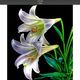 Air Plant