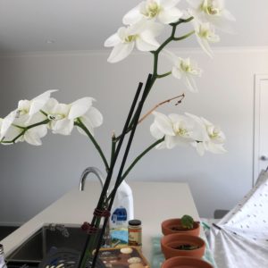 Calathea Compactstar