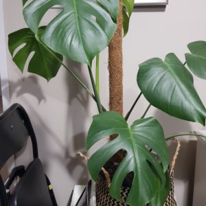Products: Ficus black knight