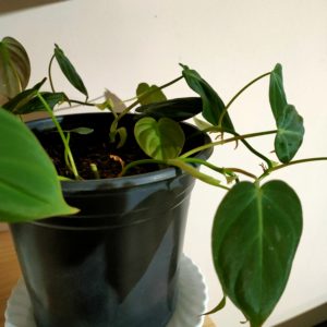 Fully Grown Kowhai Tree