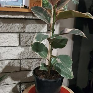 Products: Philodendron Micans