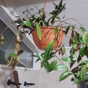 Products: Snake plant