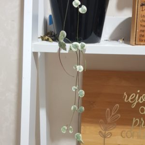 Products: Orchid Product – CA