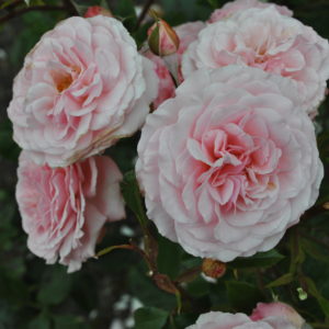 Products: Soprano Purple