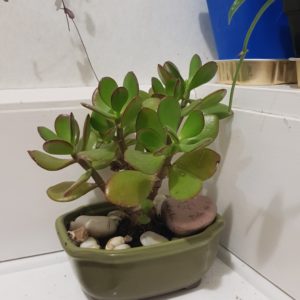 string of hearts variegated