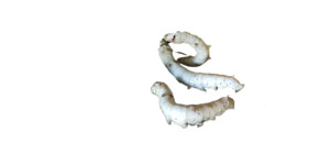 Live Silkworms