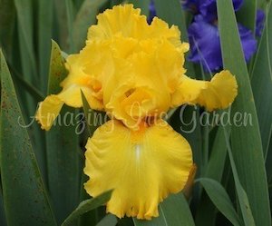 Products: Pirates Quest