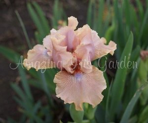 Products: Country Dance