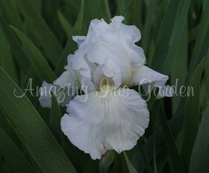 Products: Immortality