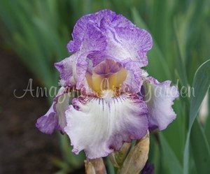 Products: Autumn Tryst