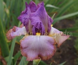 Products: Eternal Prince