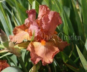 Products: Copper Classic