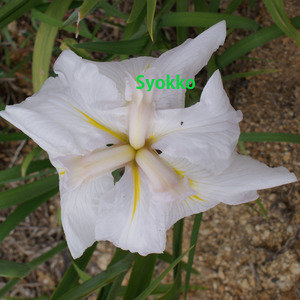 Products: Syoko – Japanese Iris