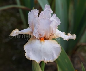 Products: Peppermint Crush