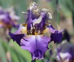 Products: Kevins Theme