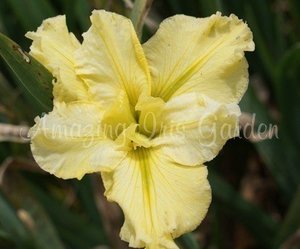 Products: Sunlit Shores