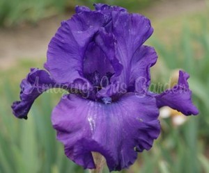 Products: Inaugural Ball