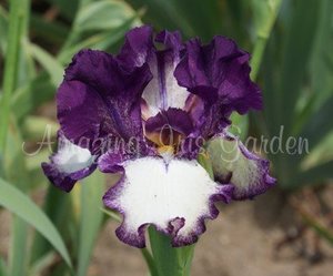 Products: I Feel Good