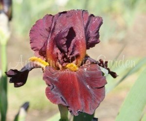 Products: Distant Fire