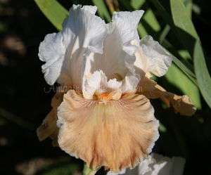 Products: Oriental Alibaster