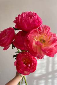 Peony Subscription