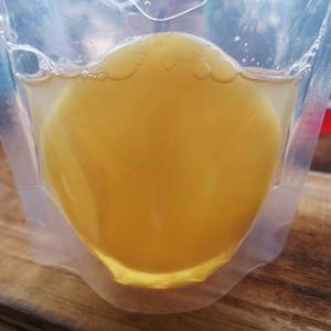 Frontpage: Kombucha SCOBY