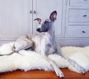 Pet Sheepskin Rug Large White Italian Leather