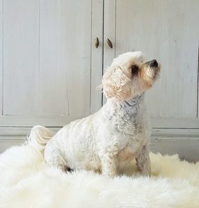 Pet Sheepskin Rug Medium White Italian Leather
