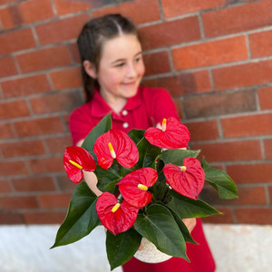 Products: Red Anthurium plant