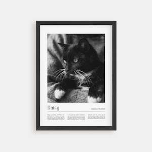 Cat Portrait - California Poster
