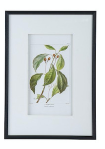 Wall Art - Buck Eye - 50x70cm