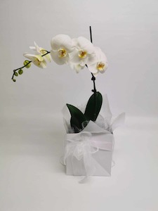 Products: Phalaenopsis Plant - Jan Maree Flowers