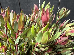 Click & Collect Leucadendron - Jan Maree Flowers