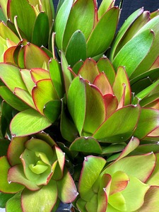 Click & Collect Leucodendron-GOBLET - Jan Maree Flowers