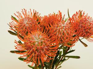 Products: Click & Collect Leucospermum ‘Tango’ – - Jan Maree Flowers