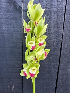 Click & Collect Orchid Mini Green - Jan Maree Flowers