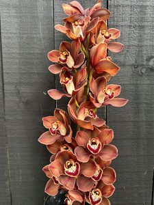 Products: Click & Collect Orchid Stem Brown - Jan Maree Flowers