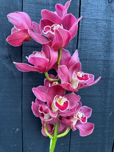 Products: Click & Collect Orchid Stem Gold - Jan Maree Flowers