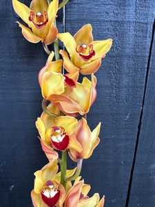 Click & Collect Orchid Stem Gold - Jan Maree Flowers