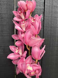 Click & Collect Orchids Dark Pink - Jan Maree Flowers