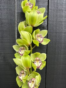 Click & Collect Orchids Green - Jan Maree Flowers