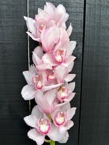 Products: Click & Collect Orchids Light Pink - Jan Maree Flowers