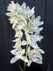 Click & Collect Orchids White Mini - Jan Maree Flowers