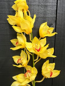 Click & Collect Orchids Yellow - Jan Maree Flowers