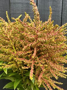 Products: Click & Collect Pieris Japanica - Jan Maree Flowers