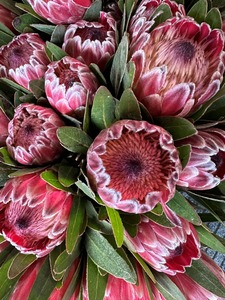 Click & Collect Protea - Jan Maree Flowers