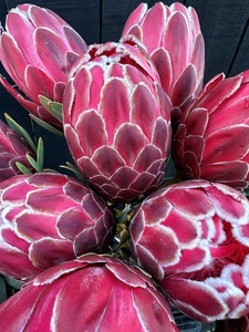 Products: Click & Collect Protea- Venus - Jan Maree Flowers